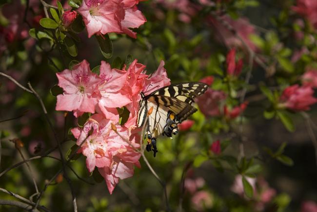 Charles City Edgewood Plantation Bed & Breakfast エクステリア 写真